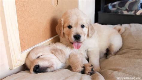 Typically called the golden for short, their obedience, willingness to please their families, and loving nature has earned them this title. Our Litter Of Golden Retriever Pups - Week 6 - Puppy In ...