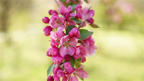 20 Types Of Crabapple Trees You Can Grow In Your Yard