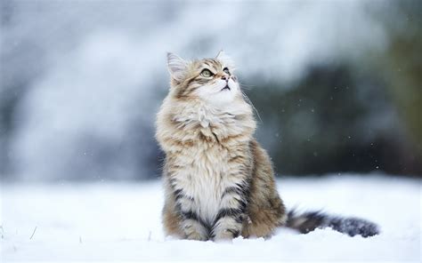 Animals Cat Snow Looking Up Wallpapers Hd Desktop And Mobile
