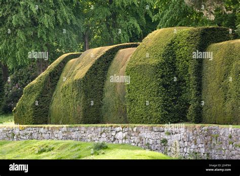 Yew Hedge Hi Res Stock Photography And Images Alamy