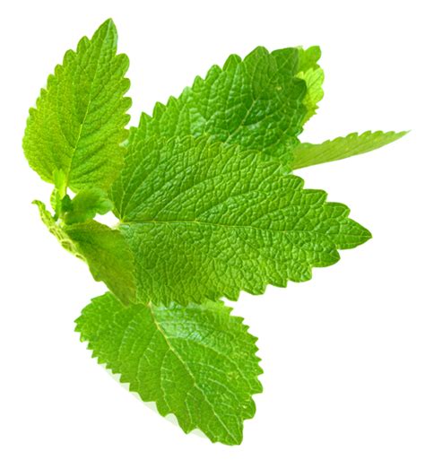 Mint Png файл Png All
