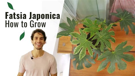 How To Grow And Care For A Fatsia Japonica Indoors Youtube