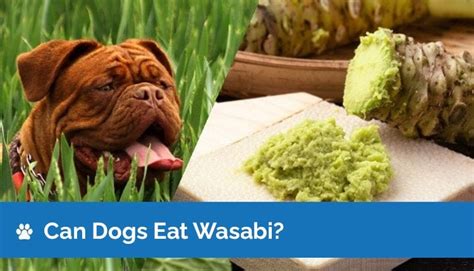 Can Dogs Eat Wasabi Vet Approved Facts And Safety Guide Hepper