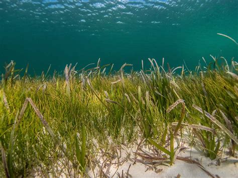 Marine Gardens Types Of Plants Found In The Ocean