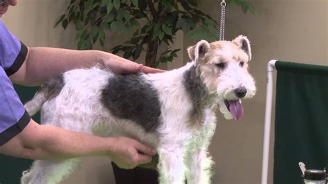Wire Fox Terrier Haircut Hairstyle How To Make