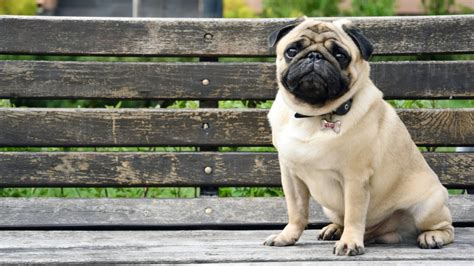 Find pug puppies for sale with pictures from reputable pug breeders. History of the Pug