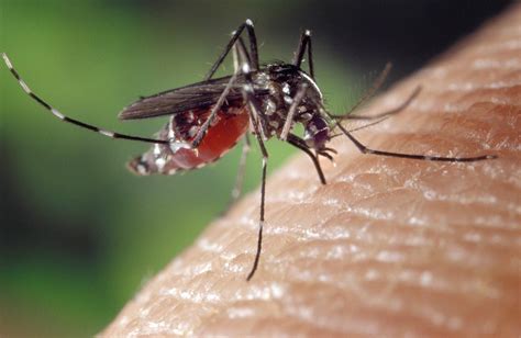 Mosquito Bite Symptoms And Treatment Mr Mister Mosquito Control