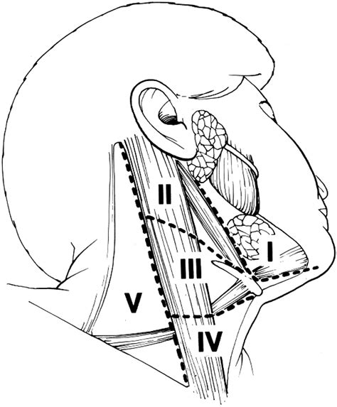 Radical Neck Dissection Operative Techniques In Otolaryngology Head