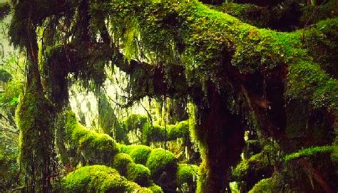 The Mossy Forest Of Gunung Irau Hiking Malaysia