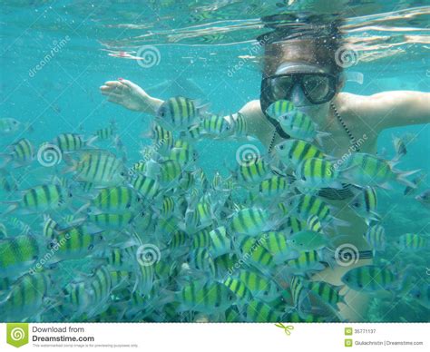 Woman Snorkeling With Yellow Fish Stock Image Image Of