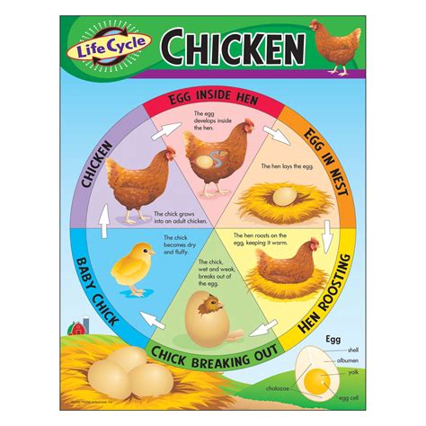Life Cycle Of A Chicken Learning Chart In 2021 Chicken Life Cycle