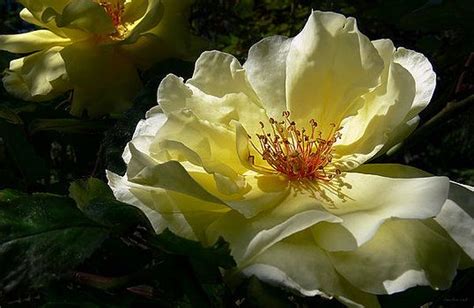 Jennie Marie Schell Evening Glow Yellow Rose Floral Art Rose