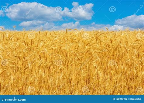Photo Of Yellow Wheat Field With Blue Sky And Clouds At Summer Stock