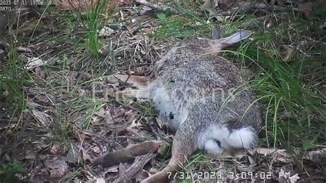 Rabbit Decomposition Time Lapse 48 Hours Youtube