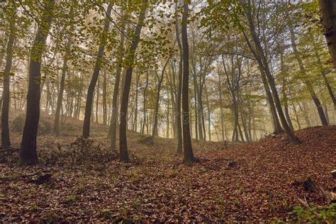Autumn Forest Mist Stock Image Image Of Pale Trees
