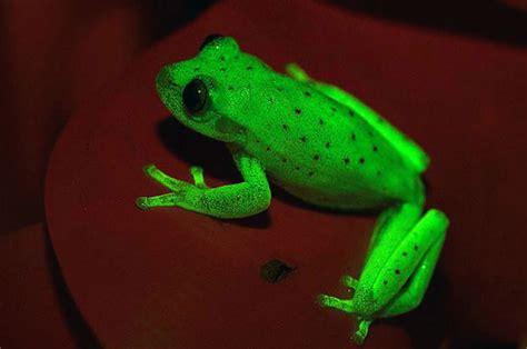 This Amazonian Frog Can Glow In Dark Only Known Naturally Fluorescent