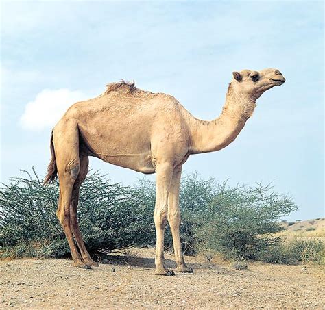 Camelus Dromedarius Monaco Nature Encyclopedia