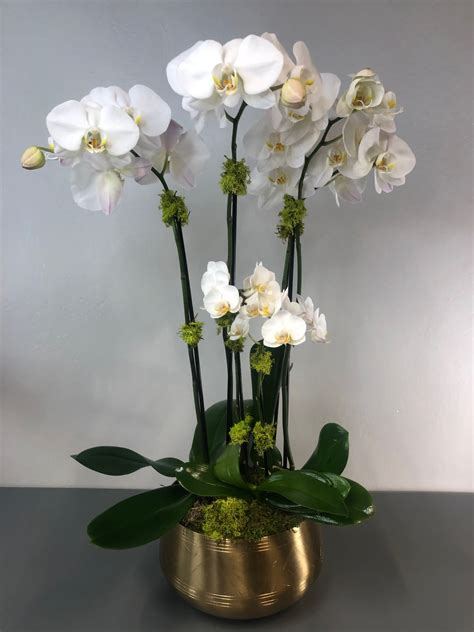 Modern Quad Phalaenopsis Orchid With Nestled Mini Double Orchid In Corte Madera Ca Green