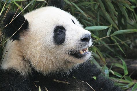 13 Choses Sur Les Pandas Pour Les Aimer Encore Plus E93