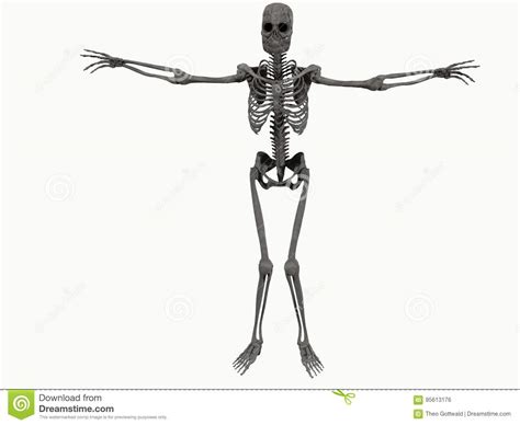 Anatomical Human Skeleton Stock Illustration Illustration Of Torso