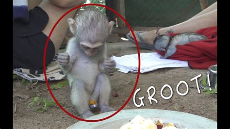 Funny Cute Baby Monkey Groot Tries To Eat Food Off His