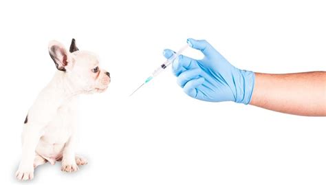 How often do dogs need rabies vaccine. Preventing Over-Vaccination in Dogs & Real Dangers of ...