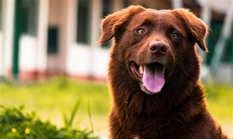 Dog Tongue Color Chart What Color Should Your Dogs Tongue Be