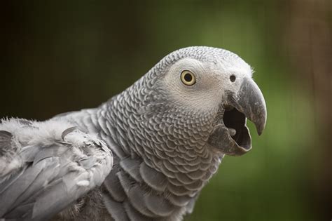 Photos African Grey Parrot Beak Head Animal