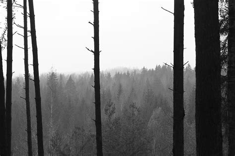 Free Photo Black And White Forest Nature Trees Woods Hippopx