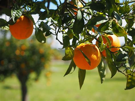 Focus Photography Orange Fruit Oranges Fruits Citrus Fruits Tree
