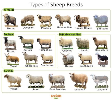 Sheep Facts Types And Pictures