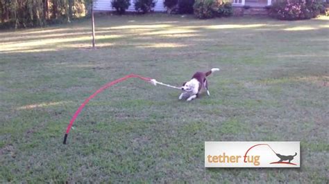 The Best Dog Toy Ever Tether Tug Outdoor Dog Toy Youtube