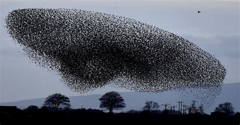 This Incredible Starling Murmuration Was A Dazzling Spectacle Of