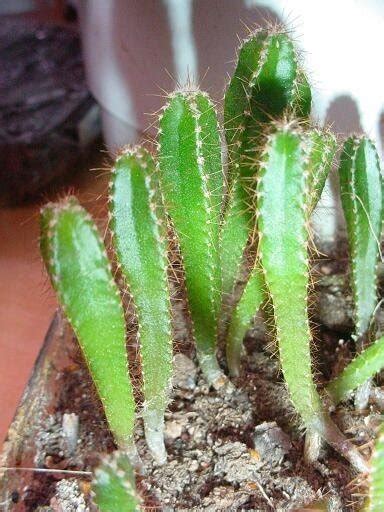 Check spelling or type a new query. PlantFiles Pictures: Apple Cactus, Peruvian Apple, Hedge ...