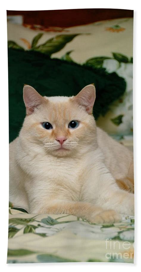 Flame Point Siamese Cat Beach Towel For Sale By Amy Cicconi