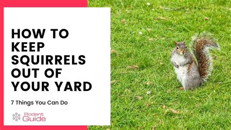 How To Keep Squirrels Out Of Your Yard 7 Ways Diy Rodent Removal