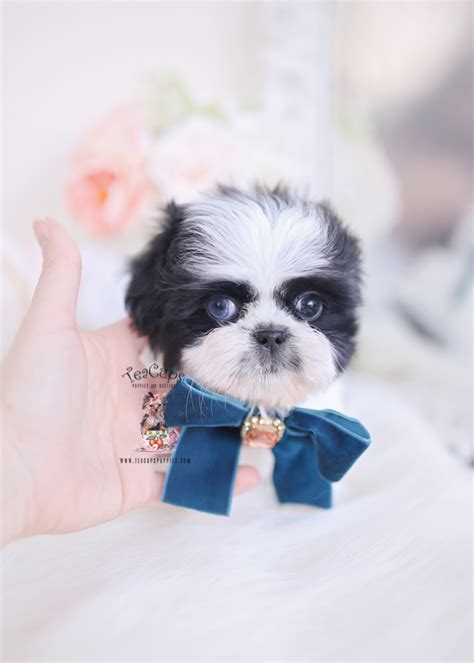 Shih Tzu Puppies Florida Teacup Puppies And Boutique