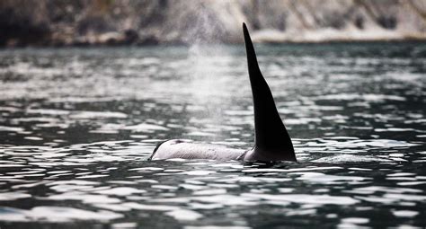 Watch Orcas In The Wild How Russias Killer Whales Thrive In Pods