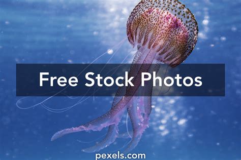 1000 Beautiful Marine Life Photos Pexels · Free Stock Photos