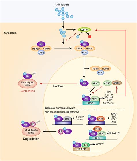Aryl Hydrocarbon Receptor And Intestinal Immunity Mucosal Immunology