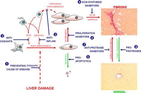 Targeting Liver Myofibroblasts A Novel Approach In Anti Fibrogenic