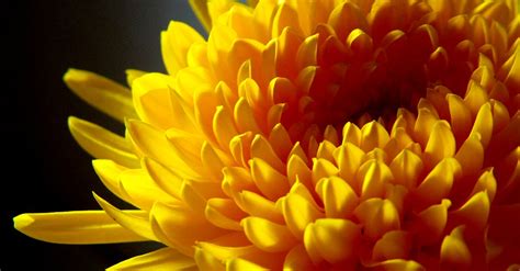 Yellow Chrysanthemum Close Up Photo · Free Stock Photo