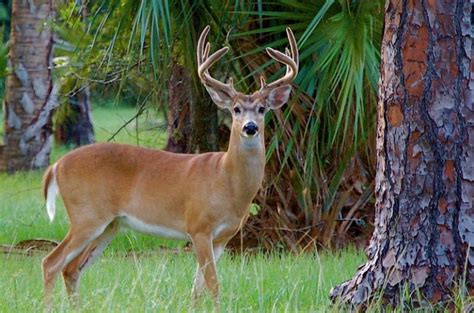 Whitetail Deer Hunting South Florida Fishing And Hunting