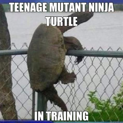 Cute Turtle Meme