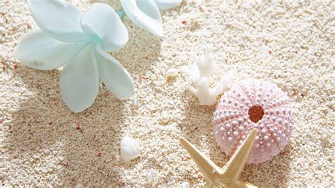 Seashell Wallpapers Wallpaper Cave