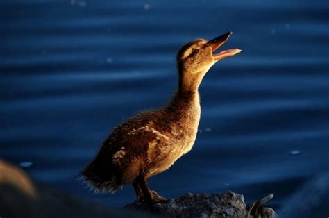 10 Delightful Duck Facts Mental Floss