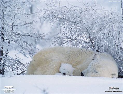 Download Polar Bear Wallpaper