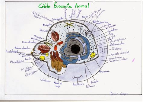 Catedra De Biologia Celula Eucariota Vegetal Eucariota Animal