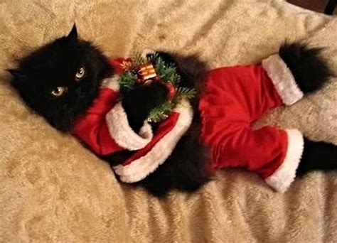 Christmas Black Cats Wallpapers Wallpaper Cave