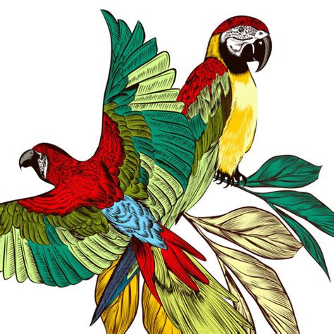 Rainbow Parrots Illustrations Royalty Free Vector Graphics And Clip Art